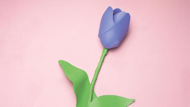 Tulpen: Begehrte Schönheit