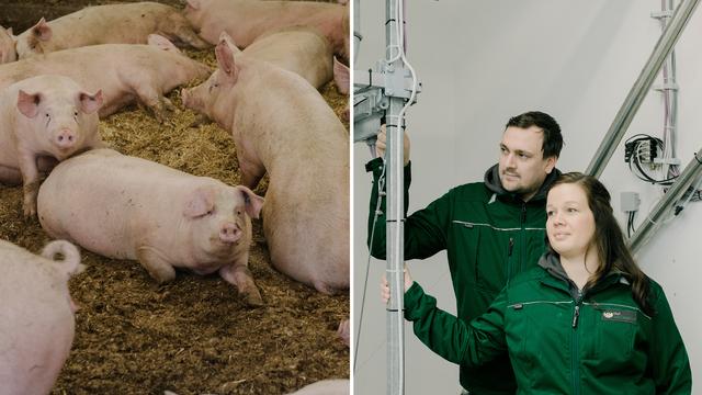 Tierwohl auf dem Masthof: Die Moral im Schweinestall
