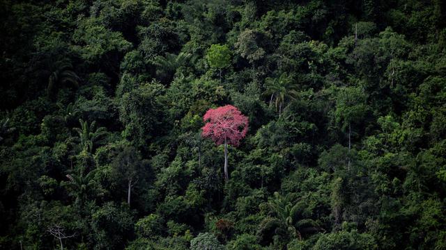 Amazonas-Regenwald: Bäume zählen reicht nicht