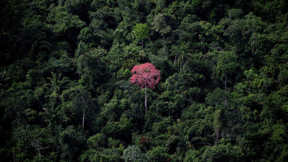 Amazonas-Regenwald: Der Amazonas-Regenwald in Canaã dos Carajás in Para, Brasilien