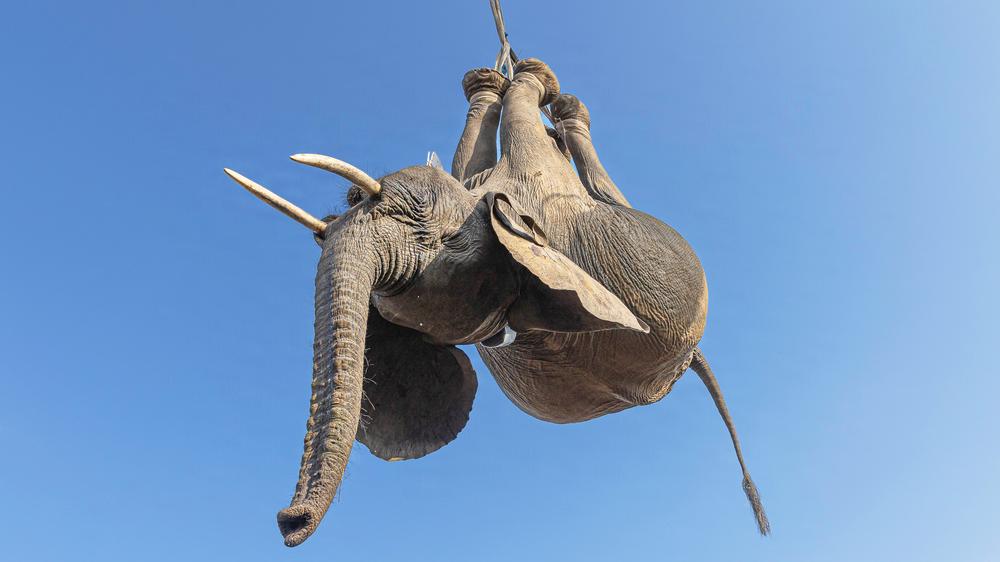 Elefanten: Fliegende Elefanten gibt es eigentlich nur im Film. Außer, wenn sie in einen anderen Nationalpark umgesiedelt werden, so wie hier in Malawi.