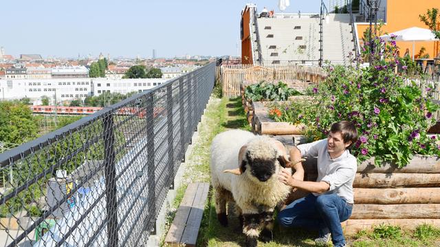 Nutztiere in der Stadt: Schafe auf dem Dach
