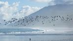 Zugvögel: Vögel der Südhalbkugel ziehen in ihrem Winter nach Norden. Stimmt’s?