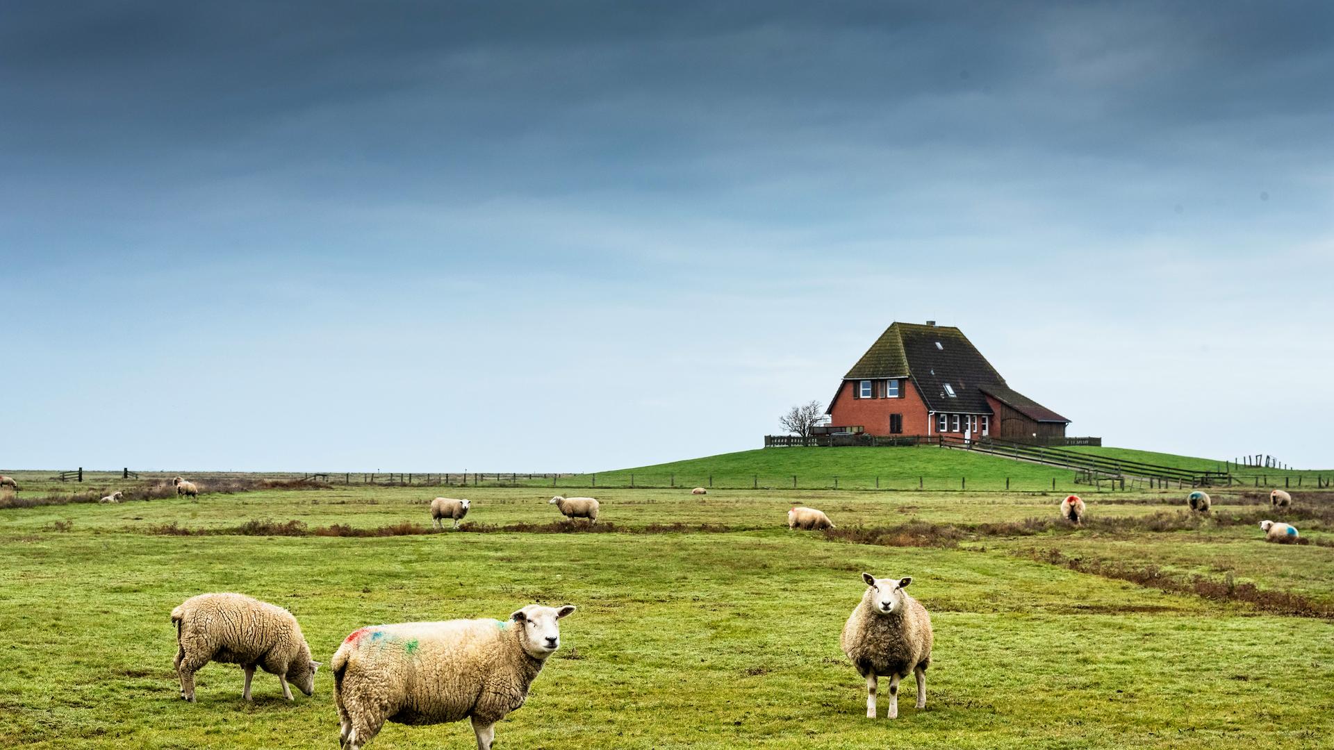 Meeresspiegelanstieg auf den Halligen: Land in Sicht!