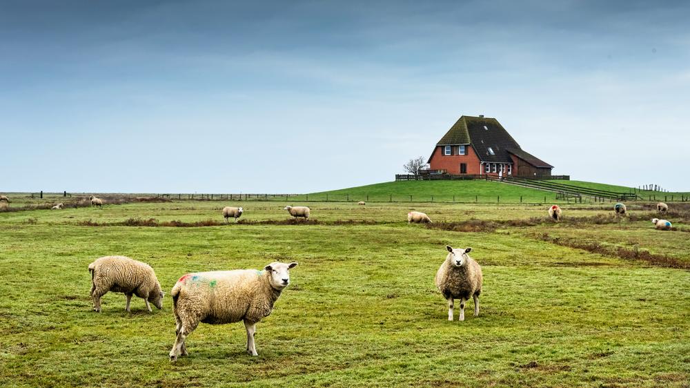 Meer spiegels op de Halligen: Eén Zentimeter tijdens de zomer van de Nordstrandischmoor.