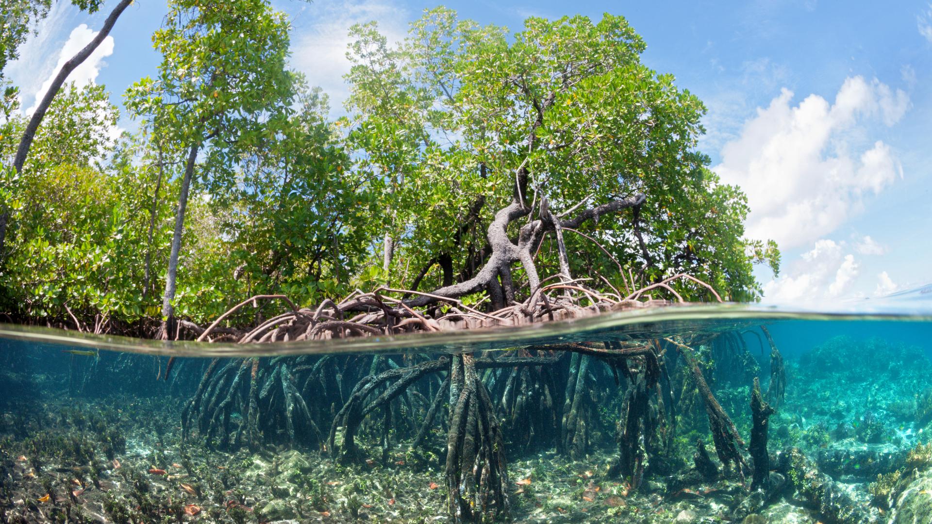 Mangroven: Wälder im Meer