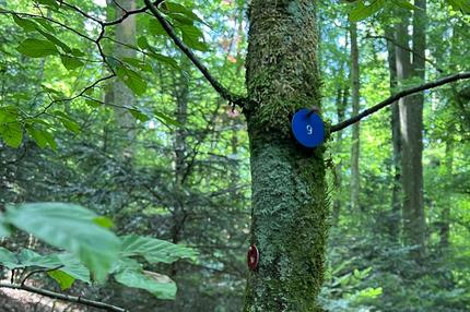 Naturbestattungen: Der Waldfriedhof in Ettingen in Baselland. Anders als in Deutschland sind Naturbestattungen in der Schweiz grundsätzlich erlaubt.