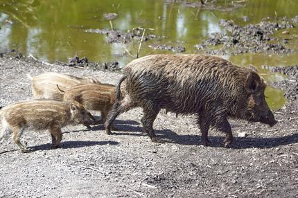 Schweinepest: Wildschweine übertragen die Schweinepest