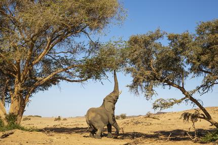 Elefanten: BU: Um ihr stattliches Gewicht zu halten, müssen Elefanten viel fressen – etwa 150 Kilogramm Gräser, Zweige und Früchte pro Tag, das entspricht knapp

50.000 Kilokalorien. ++++++++++<br /> Afrikanischer Elefant (Loxodonta africana) Elefantenbulle essend BlÃ¤tter von Baum Akazie, Damaraland, Kunene Region, Namibia 
African Elephant (Loxodonta africana) bull trying to reach the leaves of an acacia tree, Damaraland, Kunene Region, Namibia