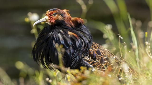 Kampfläufer: Mit Testosteron im Blut tanzt es sich wilder