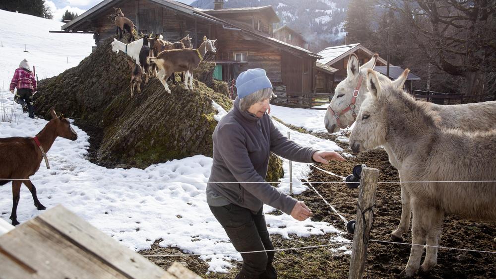 Tourismus in Den Bergen: Monika Ponti, Photograph Bei Ihrem Hof "UF EM Melk"Etwas Außerhalb von Wengen