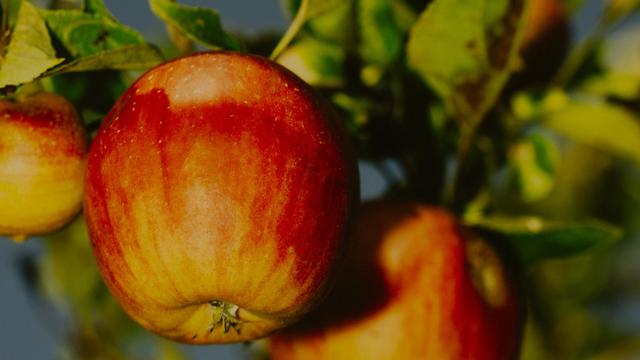 Obstbaufläche im Osten: Der Rest vom Blütenfest