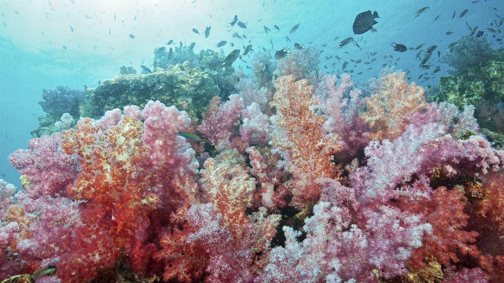 "Ozeane" von David Attenborough: Natürlich bleibt Attenborough in seinem neuen Buch nicht beim Staunen über das Meer stehen.
