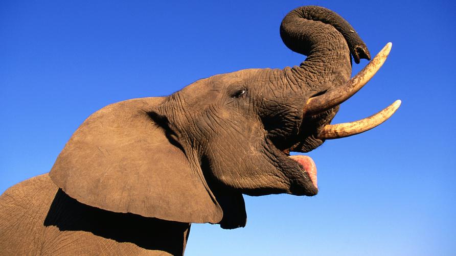 Elefanten: Der Afrikanische Elefant (Loxodonta africana)