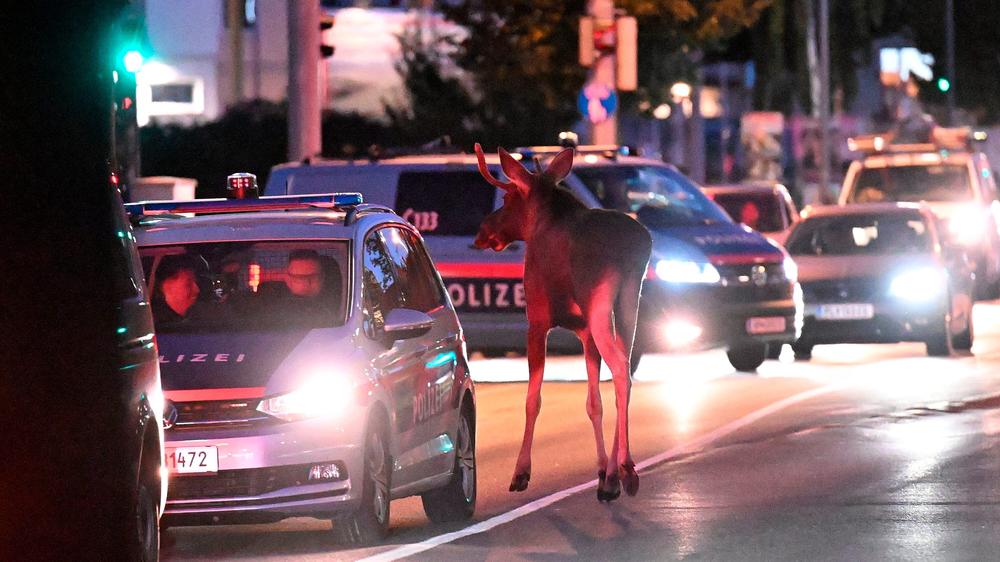 Elch Emil: Wochenlang befand sich ganz Österreich im Bann eines jungen Elchs.