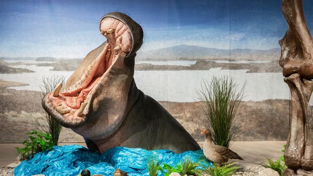Flusspferde in der Eiszeit: Die Dicken vom Oberrhein