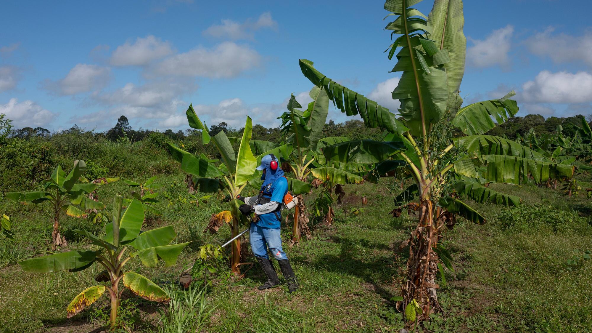 Amazonas in Brasilien: Aufforstung mit Agroforst