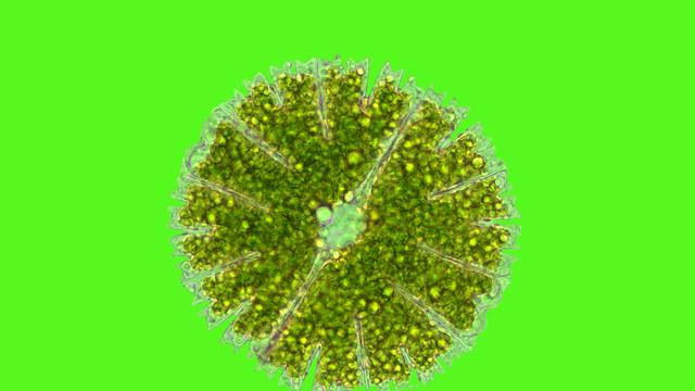 (+) Forschung: Freundlich blubbert der Bioreaktor