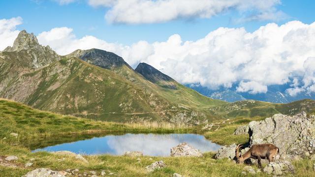 (+) Bitto Käse: Nachwachsendes Gold