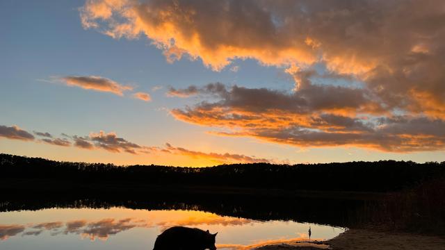 Einschläferung des Hundes: Er war mein Begleiter