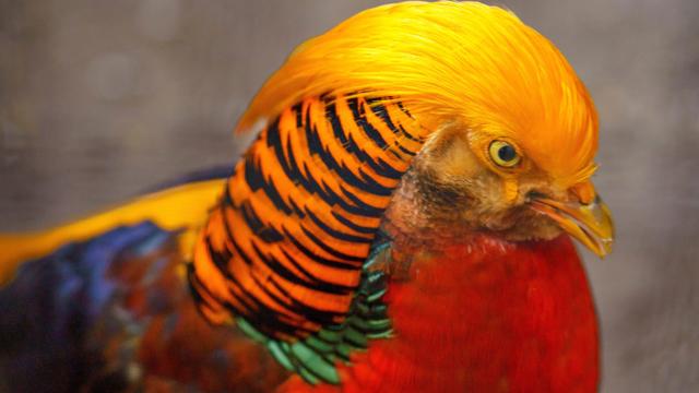 Fasane: Lebensgefährlich schön