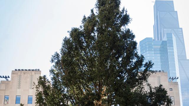 Weihnachtsbaum am Rockefeller Center: Volles Mitgefühl