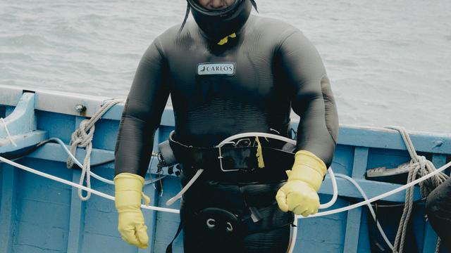 Muscheltaucher im Pazifik: Muschelrausch