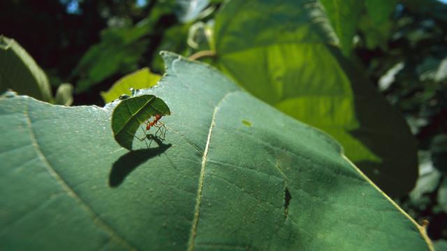 (+) Ökokatastrophe: Lob der kleinen Schritte