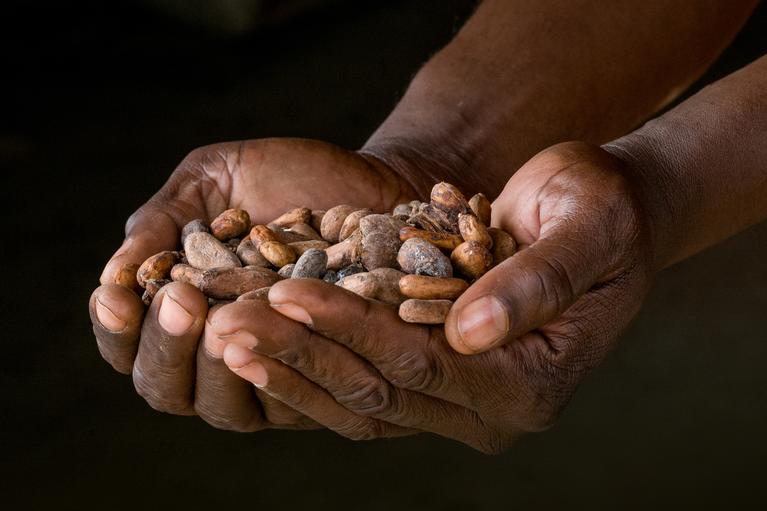 Kakao in Kamerun: Kostbare Ernte: Der Preis für das Kilogramm Kakaobohnen liegt derzeit bei etwa sechs US-Dollar.