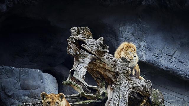 (+) Museumsbesuche: Im Zoo der Kunst