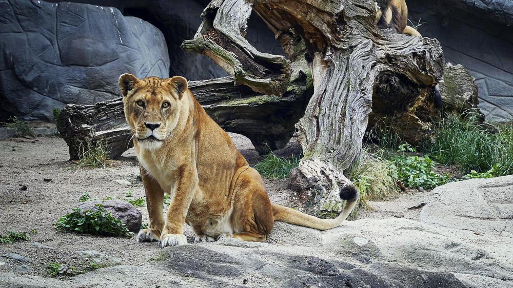 Museum visits: Lions in the Hamburg Zoo