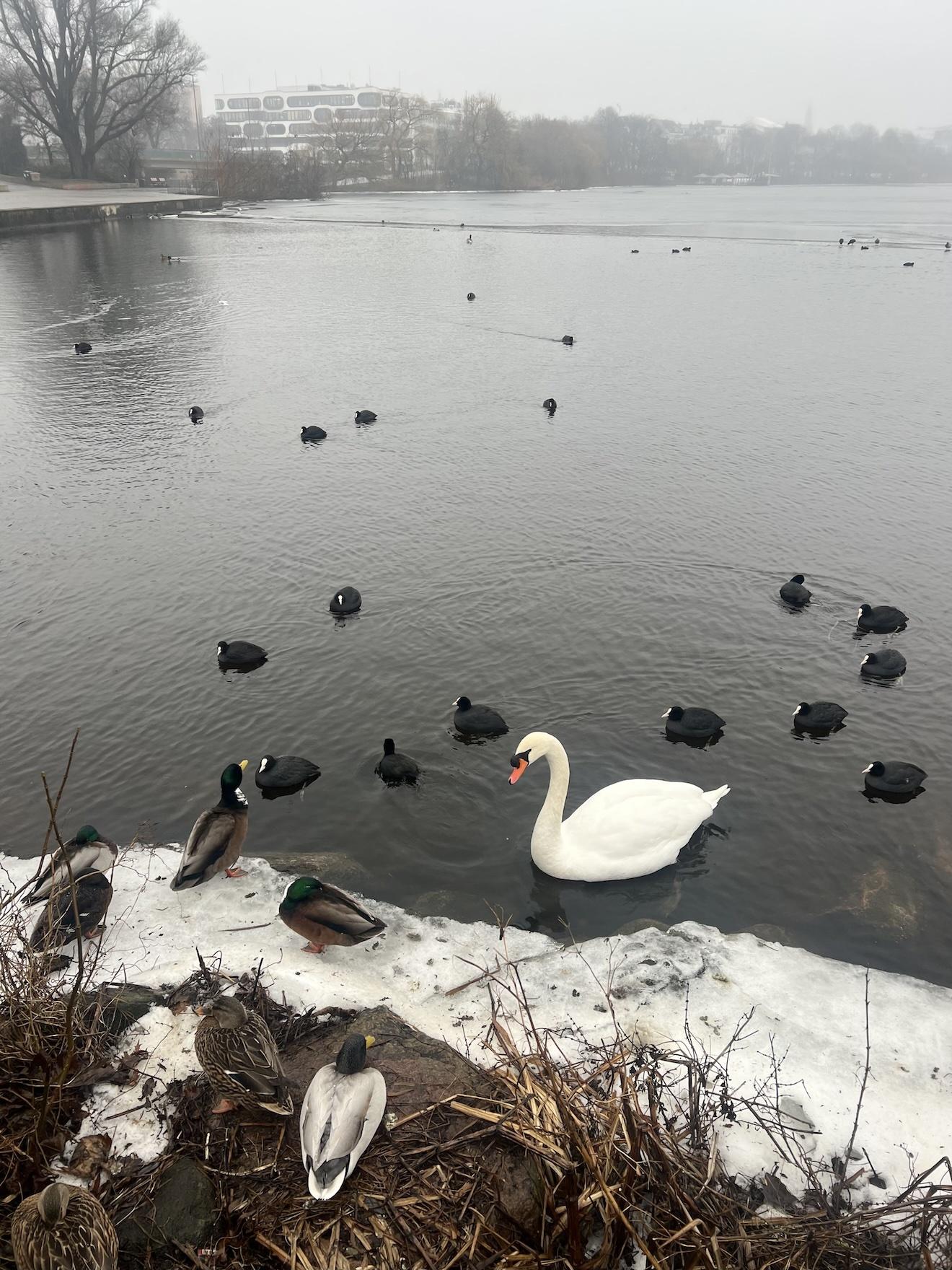 Morgens an der Alster