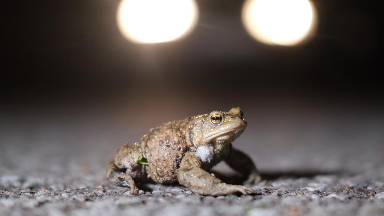 Elbvertiefung: Der tägliche Newsletter aus Hamburg: Warum 30 km/h gerade eine fantastische Geschwindigkeit ist