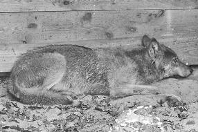 Hamburg-Podcast “Elbvertiefung”: Der Wolf, der eine Frau in Hamburg verletzt hat, liegt in eine Wildtierauffangstation bei Sachsenhagen.