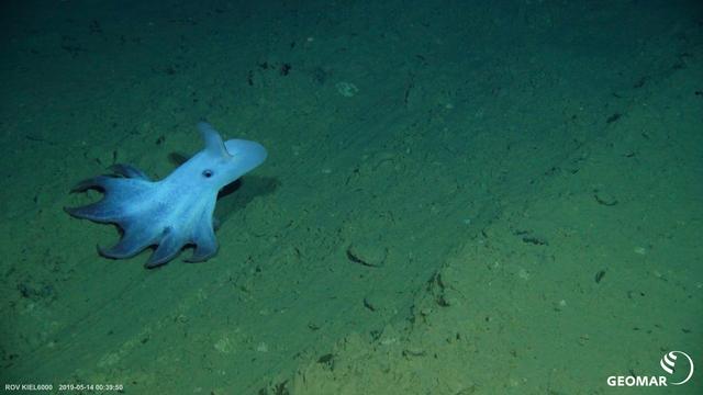 Bergbau in der Tiefsee: Tauchgang zu den Narben der Tiefsee