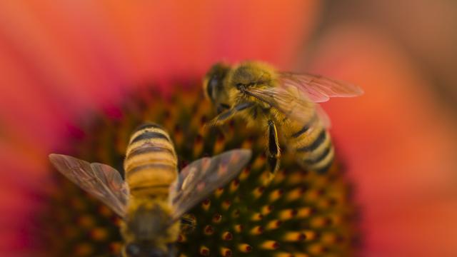 (+) Bienensterben: Die Bienen sterben aus – stimmt's?
