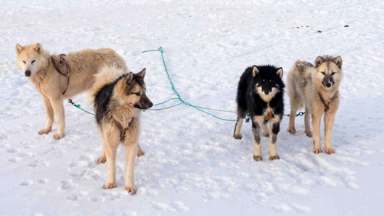 Grönland: "Mir is d’ Trump ausganga"