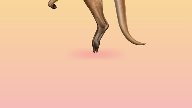 (+) Riesenkängurus: Grenzen des Hüpfens