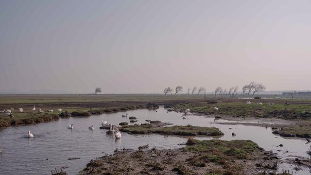 (+) Ökologie: Durstige Intelligenz 