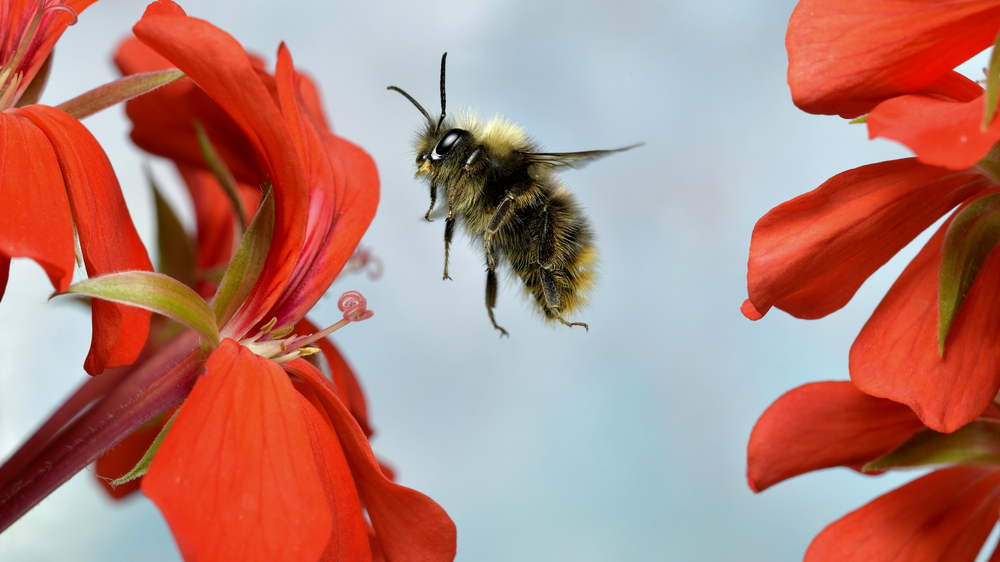Hummeln: Grashummel im Flug an einer Pelargonienblüte