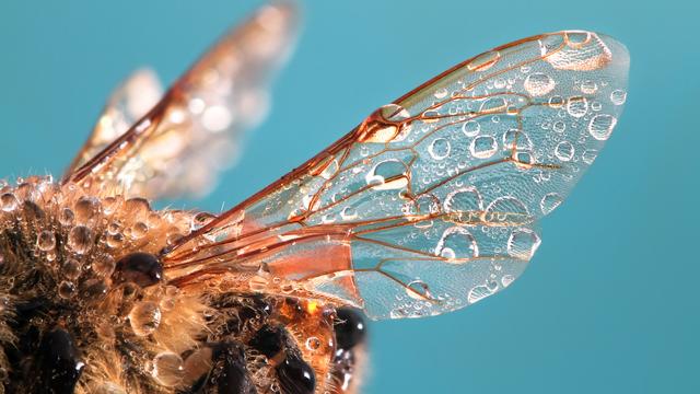 Klimawandel und Biodiversitätsverlust: Der Klimawandel ist ein unterschätztes Sicherheitsrisiko!