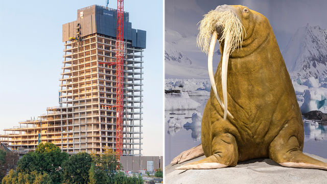 (+) Naturkundemuseum in Hamburg: Ein neues Zuhause für Antje