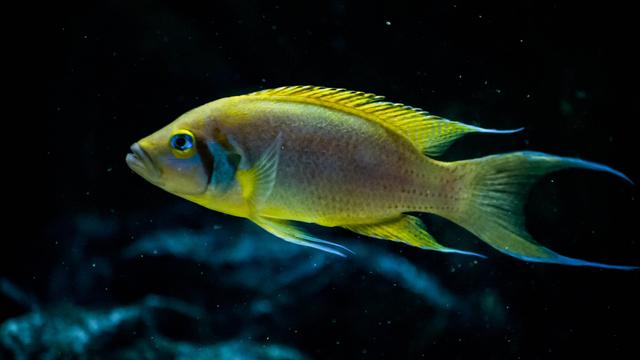 (+) Afrikanischer Buntbarsch : Barscher Bruder