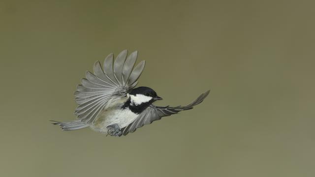Wildvögel: Bedrohlich weiblich