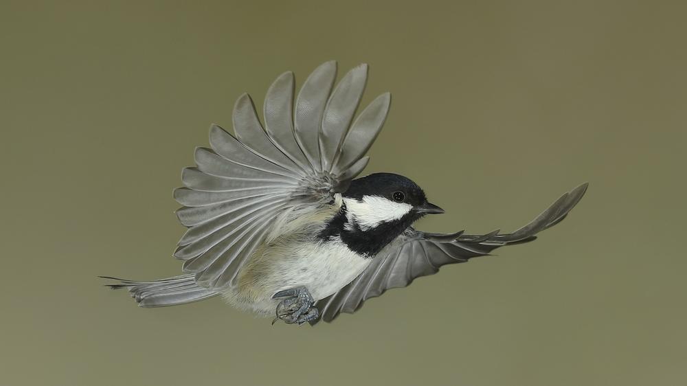 Wildvögel: Nichts wie weg! Eine Tannenmeise im Flug