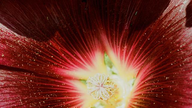 Kommunikation von Pflanzen: Die geheime Melodie der Pflanzen