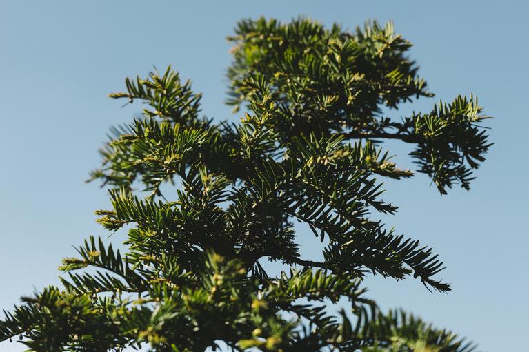 eibe 180 200 Taxus baccata