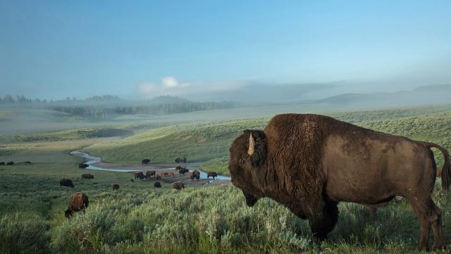Bisons in den USA: Seltene Herden