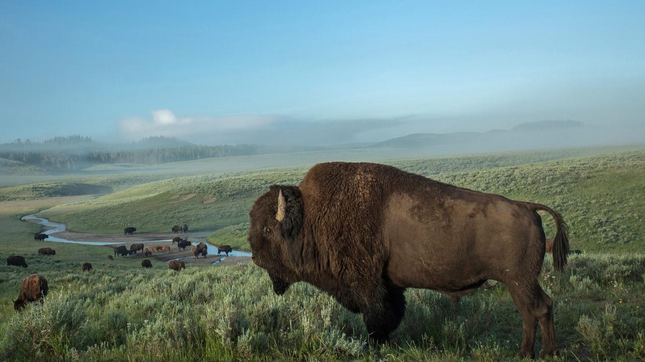 Bisons in den USA: Seltene Herden