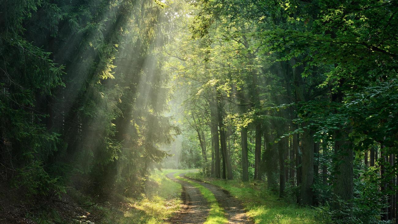 »Ein Sommer mit Goethe« von Gustav Seibt: Mehr Licht